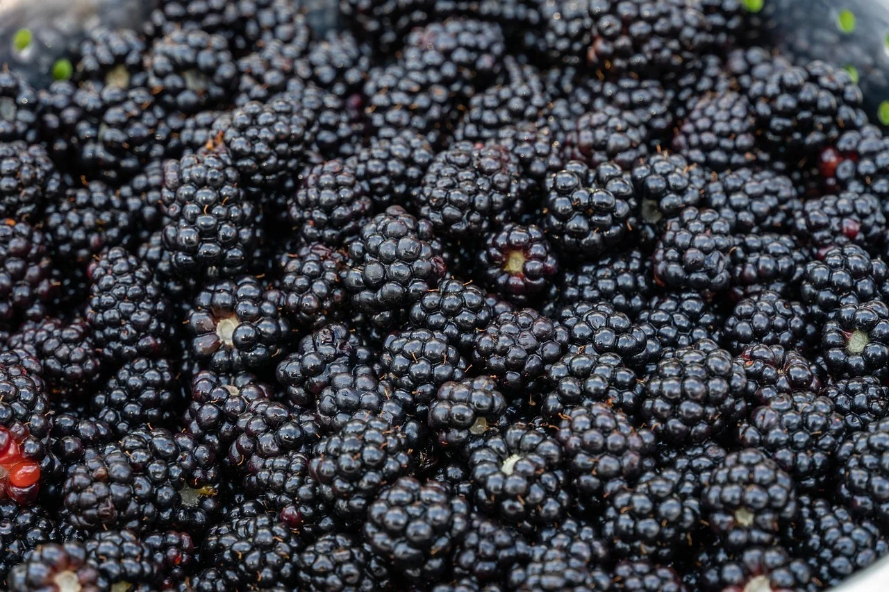 Blackberry