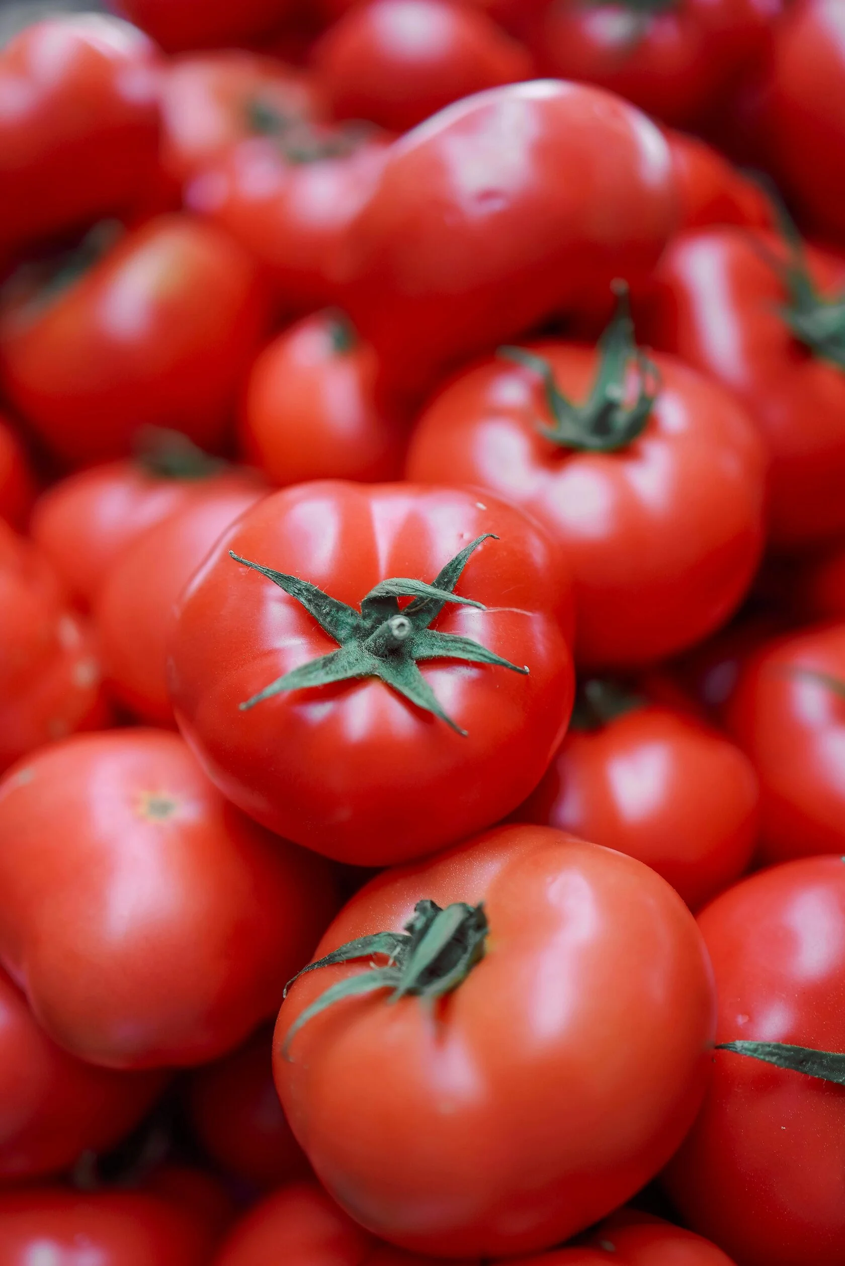 Tomato