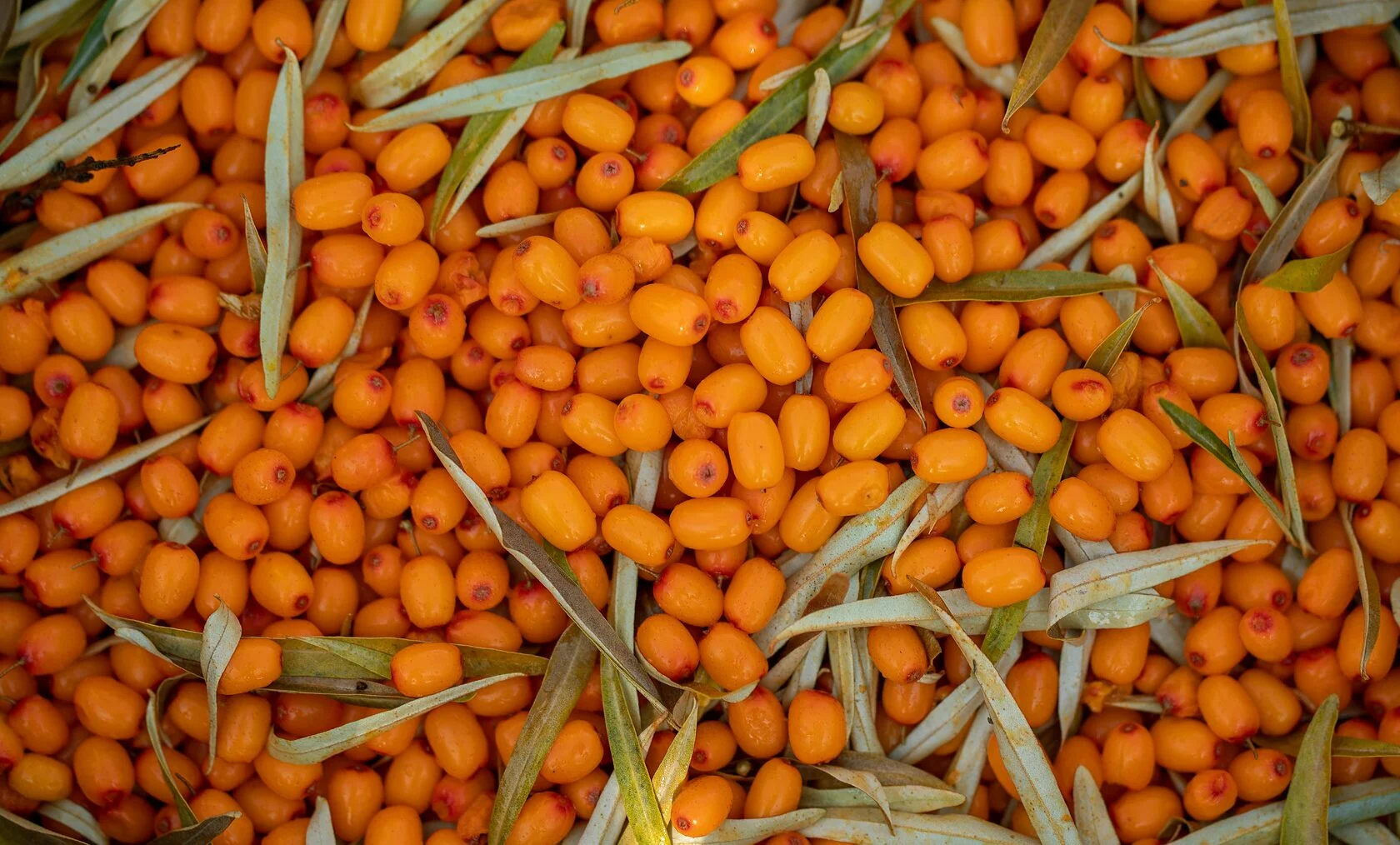 Sea buckthorn