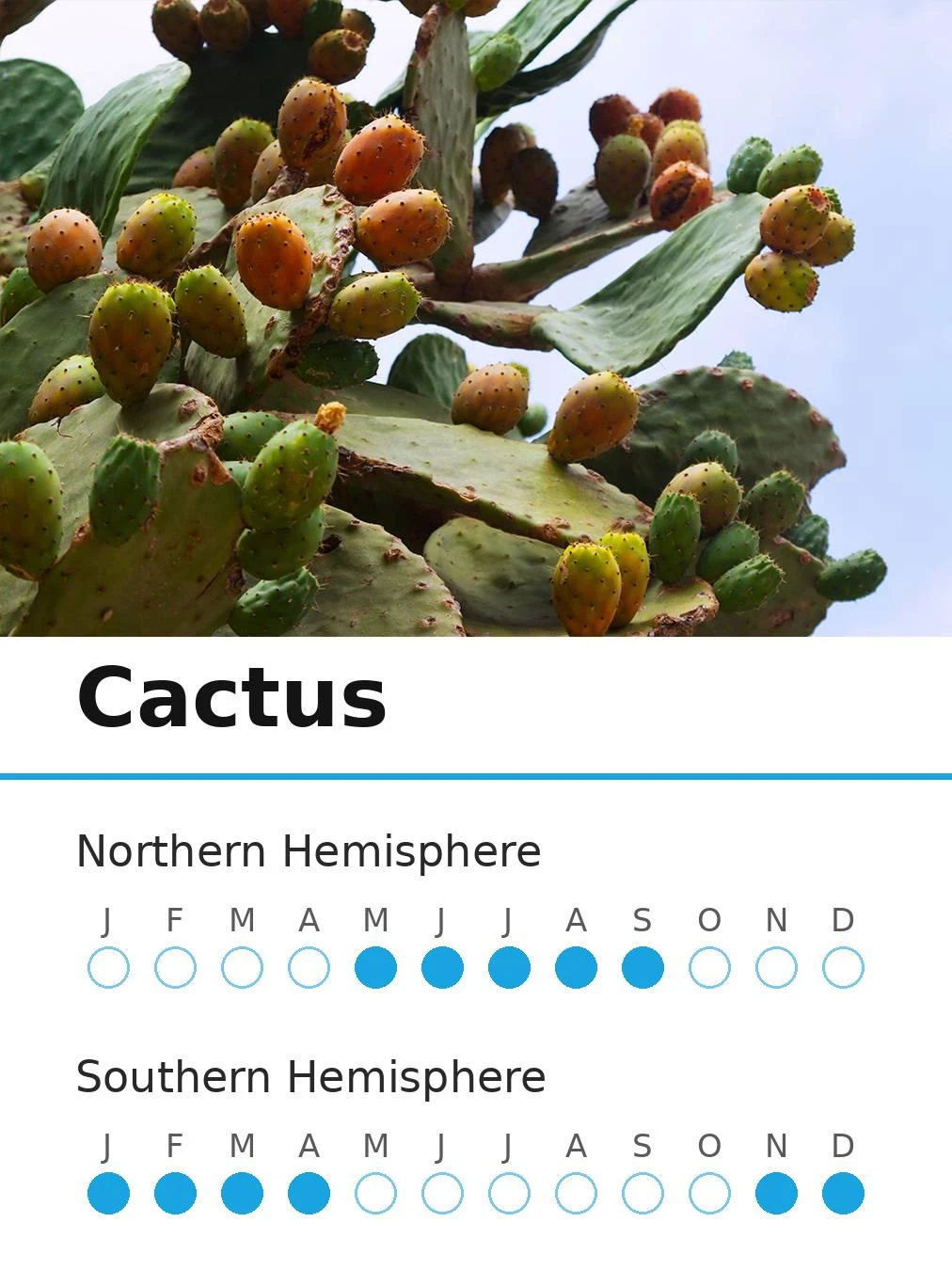 Cactus (view 2)