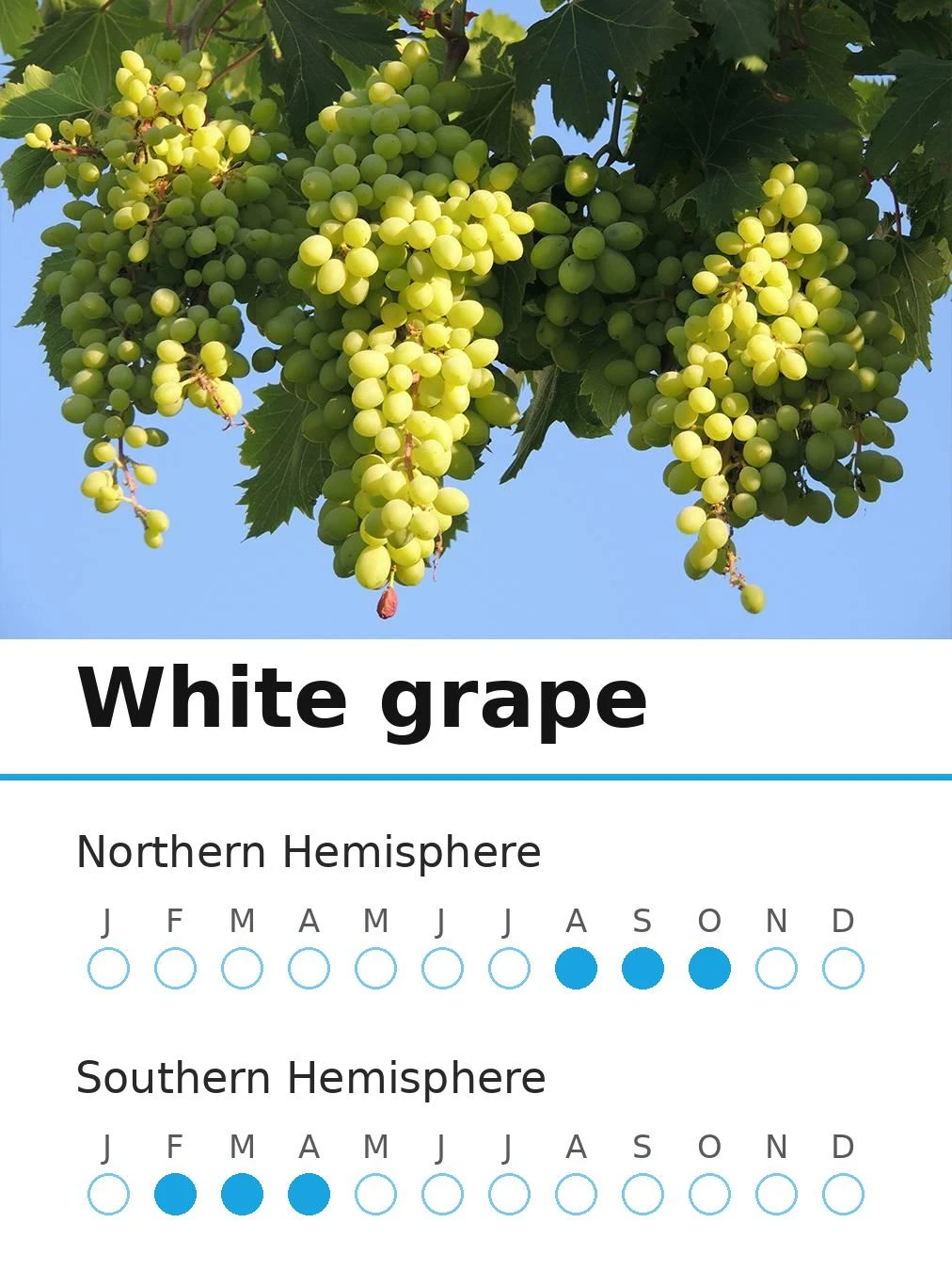 White grape (view 2)