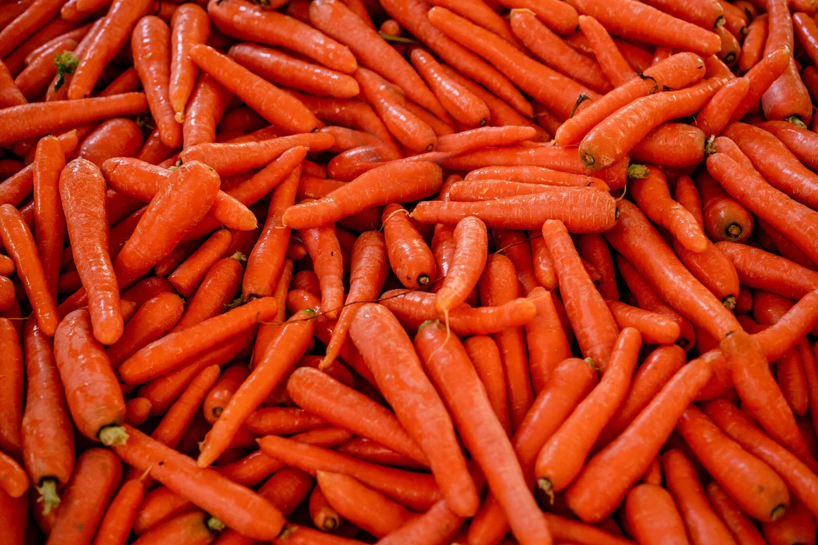 Carrot
