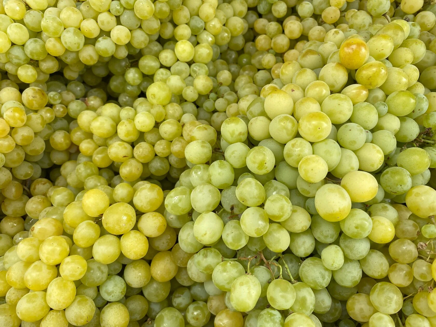 White grape
