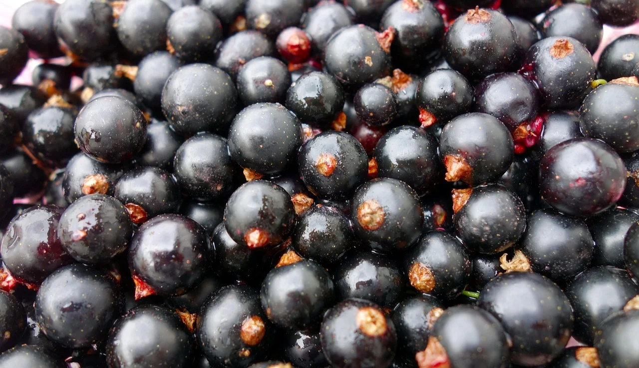 Currant