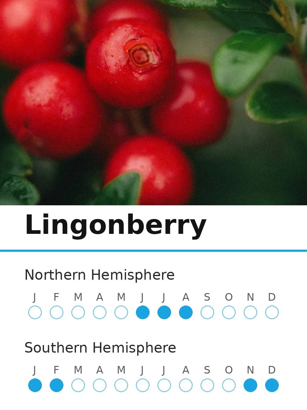 Lingonberry (view 2)