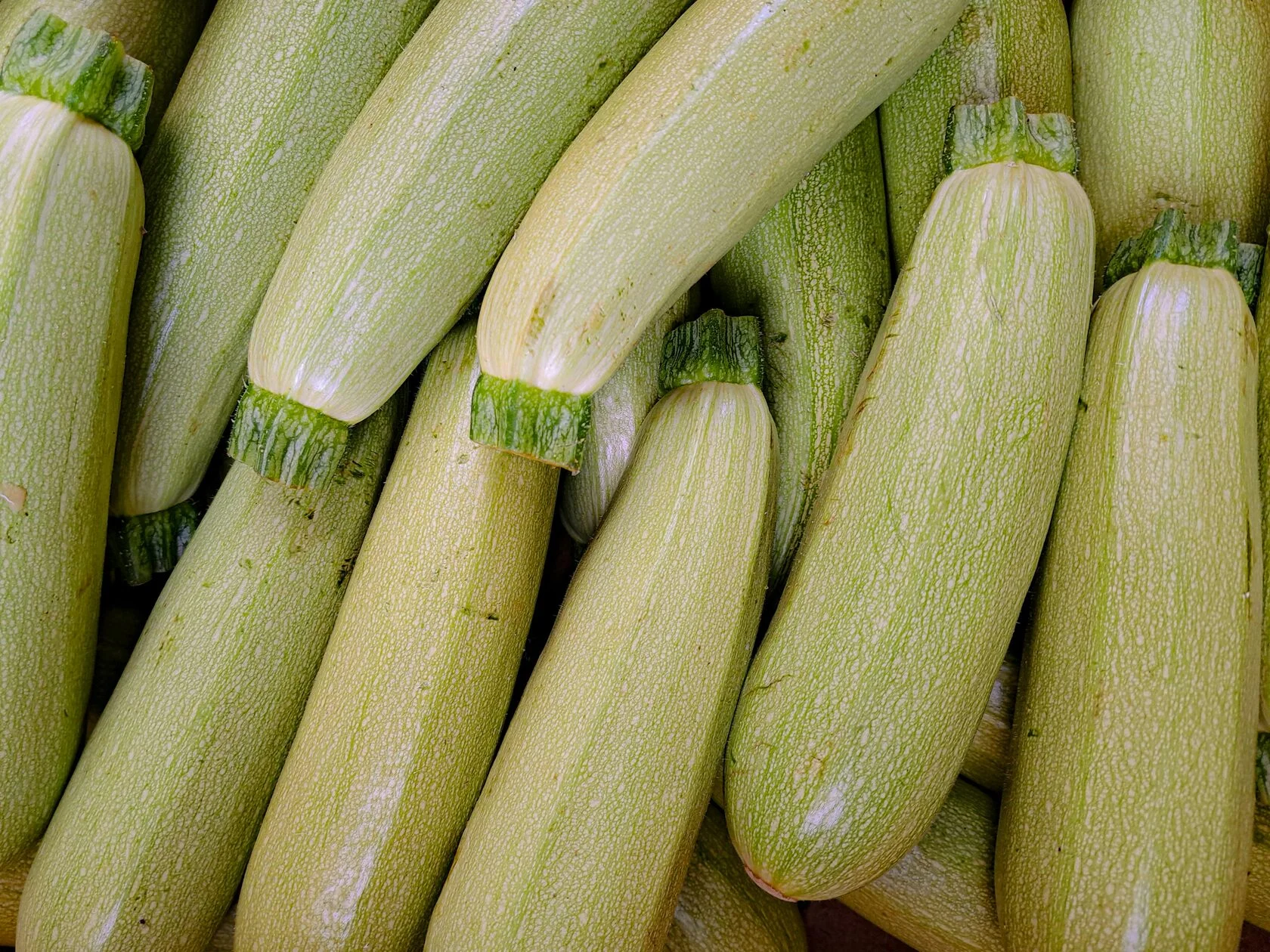 Zucchini