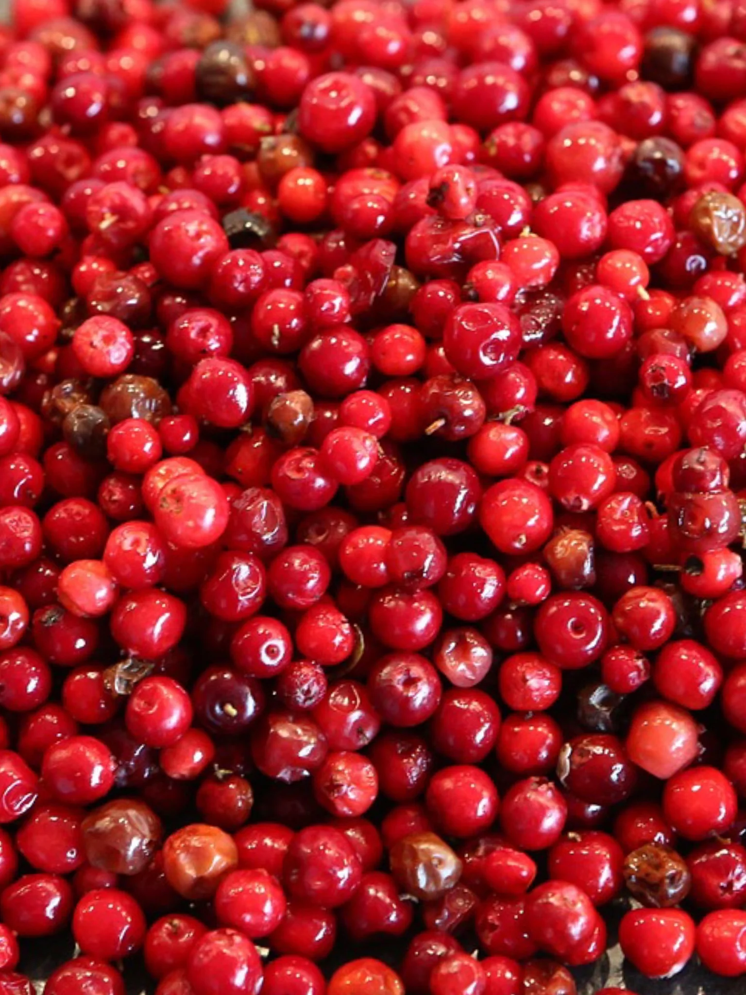 Lingonberry