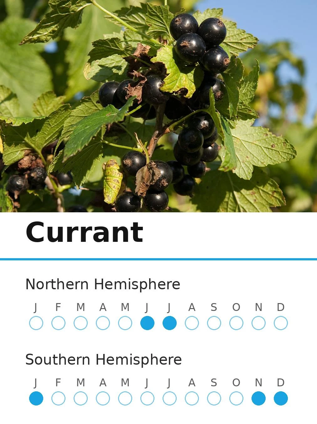 Currant (view 2)