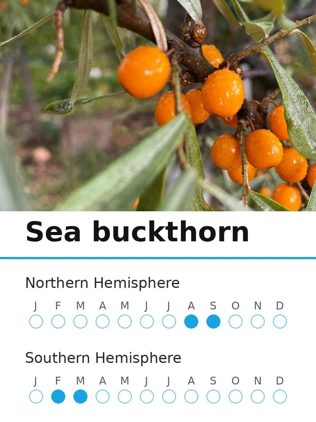 Sea buckthorn (view 2)