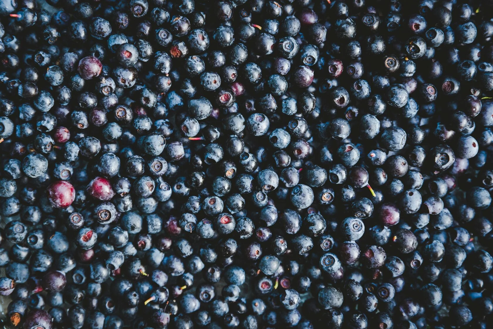 Bilberry